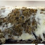 Building With Robots- Testing 3d printing mycelium