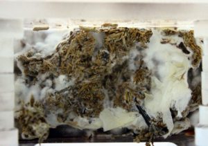 Building With Robots- Testing 3d printing mycelium